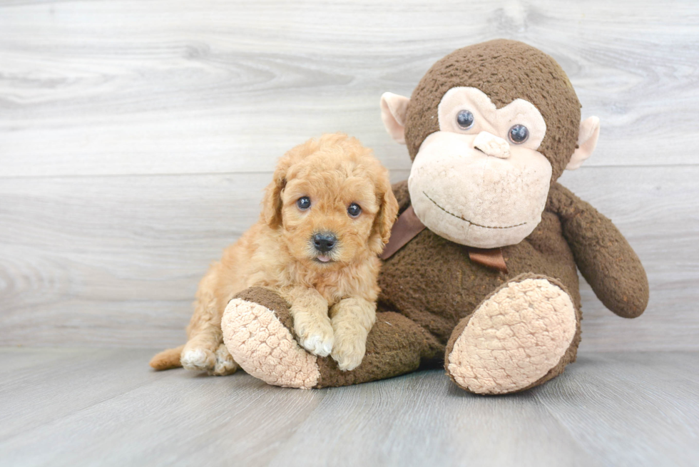 Mini Goldendoodle Pup Being Cute