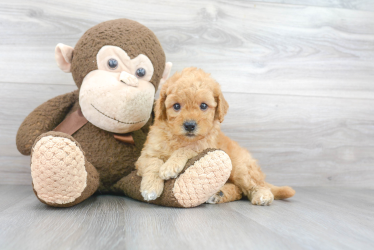 Mini Goldendoodle Pup Being Cute