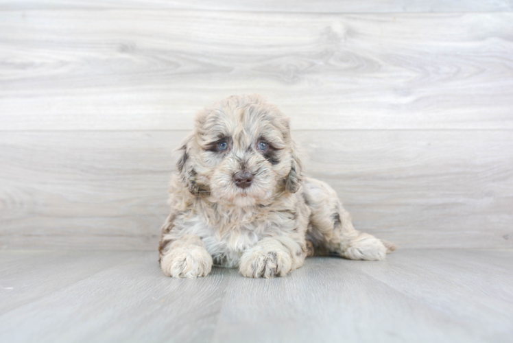 Mini Goldendoodle Puppy for Adoption