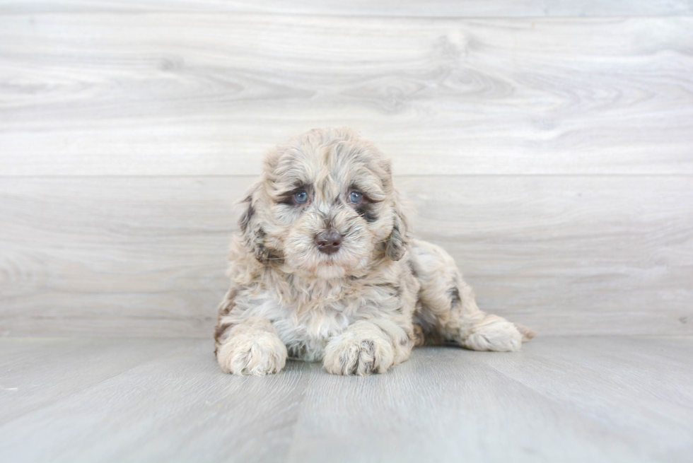 Mini Goldendoodle Puppy for Adoption