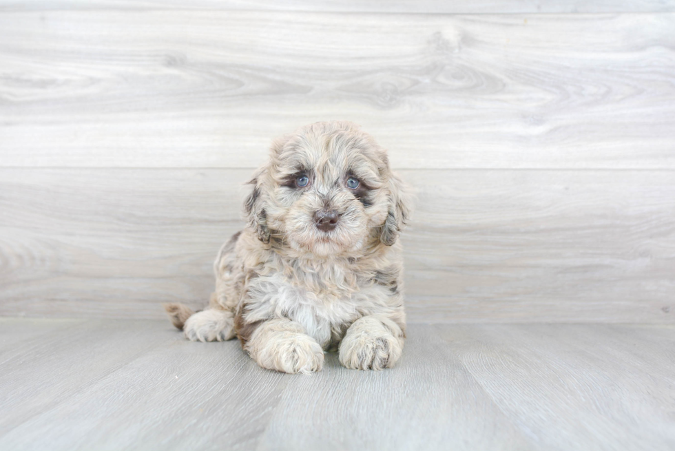 Hypoallergenic Golden Retriever Poodle Mix Puppy