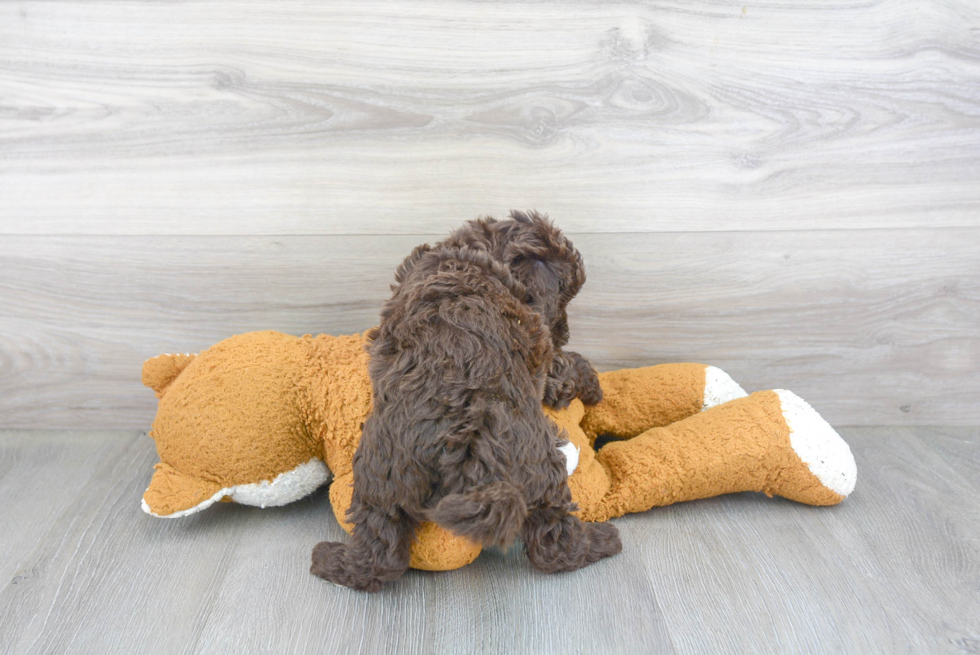 Mini Goldendoodle Pup Being Cute