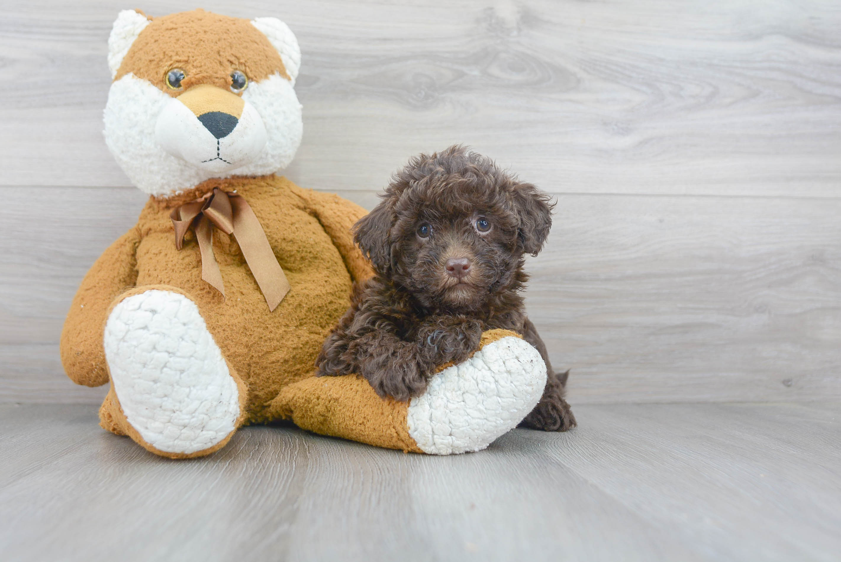 Cute Mini Goldendoodle Baby