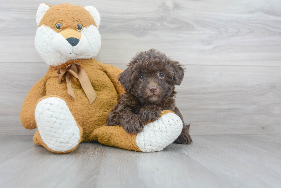 Cute Mini Goldendoodle Baby