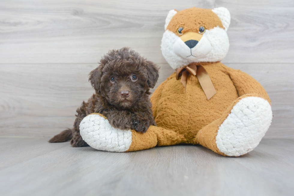 Best Mini Goldendoodle Baby