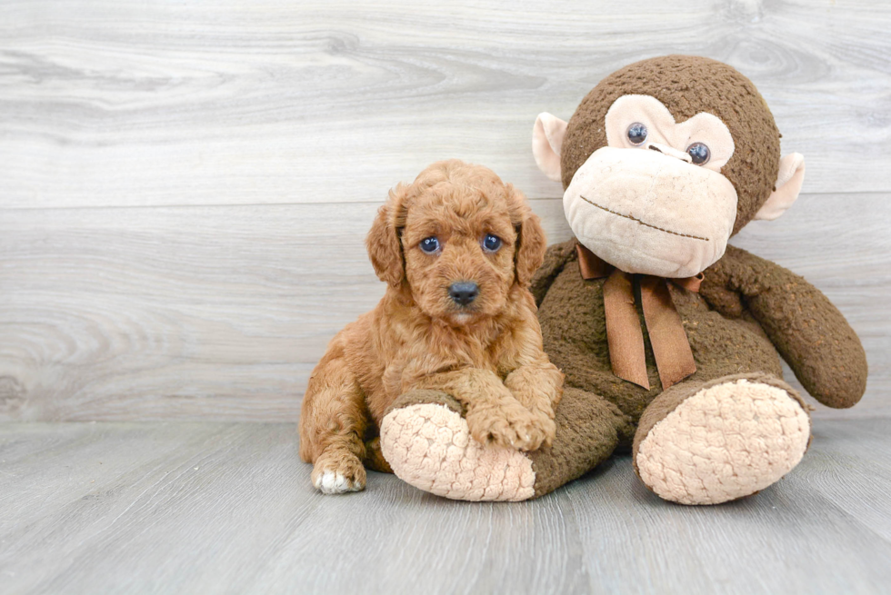 Fluffy Mini Goldendoodle Poodle Mix Pup