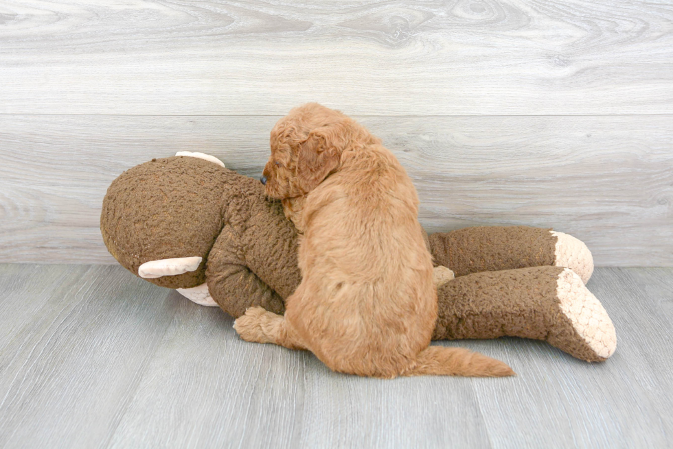 Funny Mini Goldendoodle Poodle Mix Pup