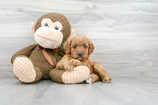 Cute Mini Goldendoodle Baby