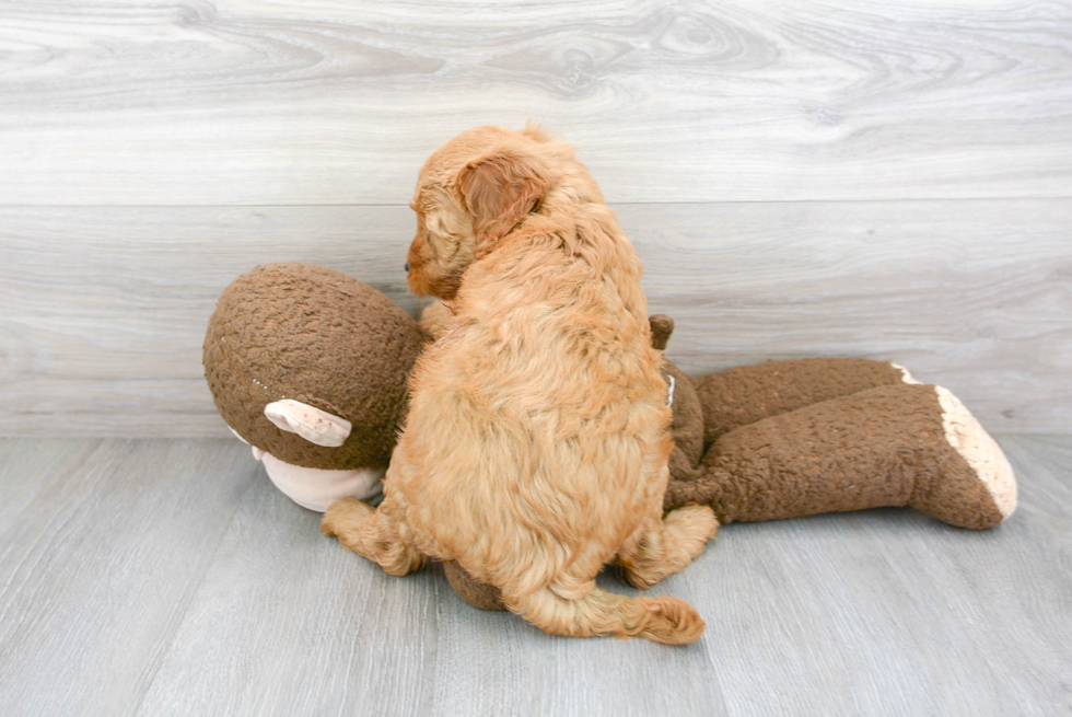 Best Mini Goldendoodle Baby