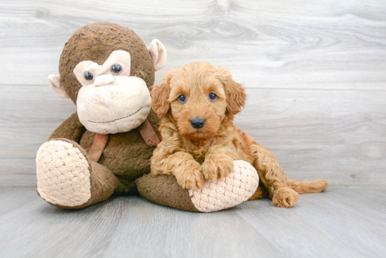 Sweet Mini Goldendoodle Baby