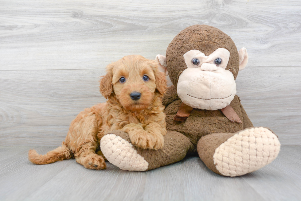 Best Mini Goldendoodle Baby