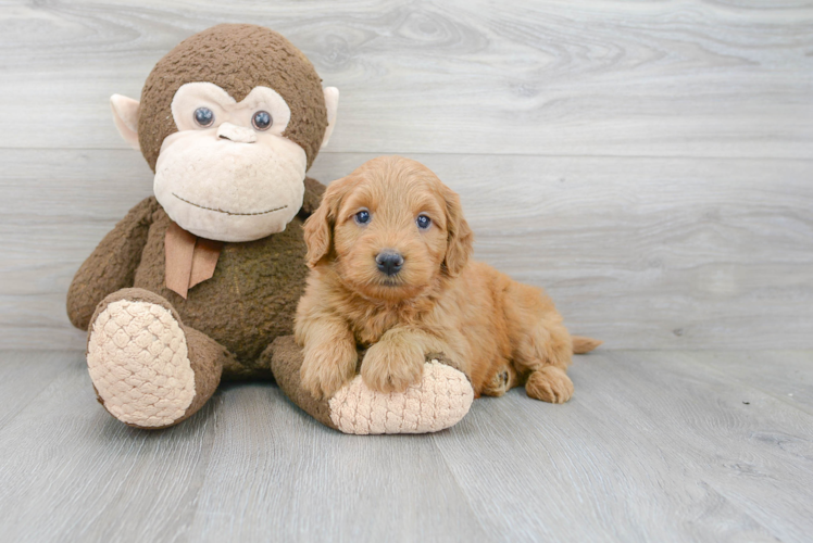 Mini Goldendoodle Puppy for Adoption