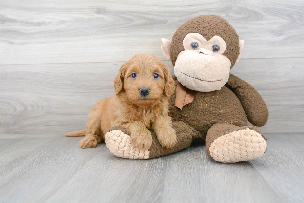 Mini Goldendoodle Puppy for Adoption