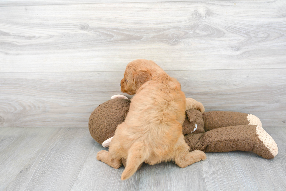 Mini Goldendoodle Pup Being Cute