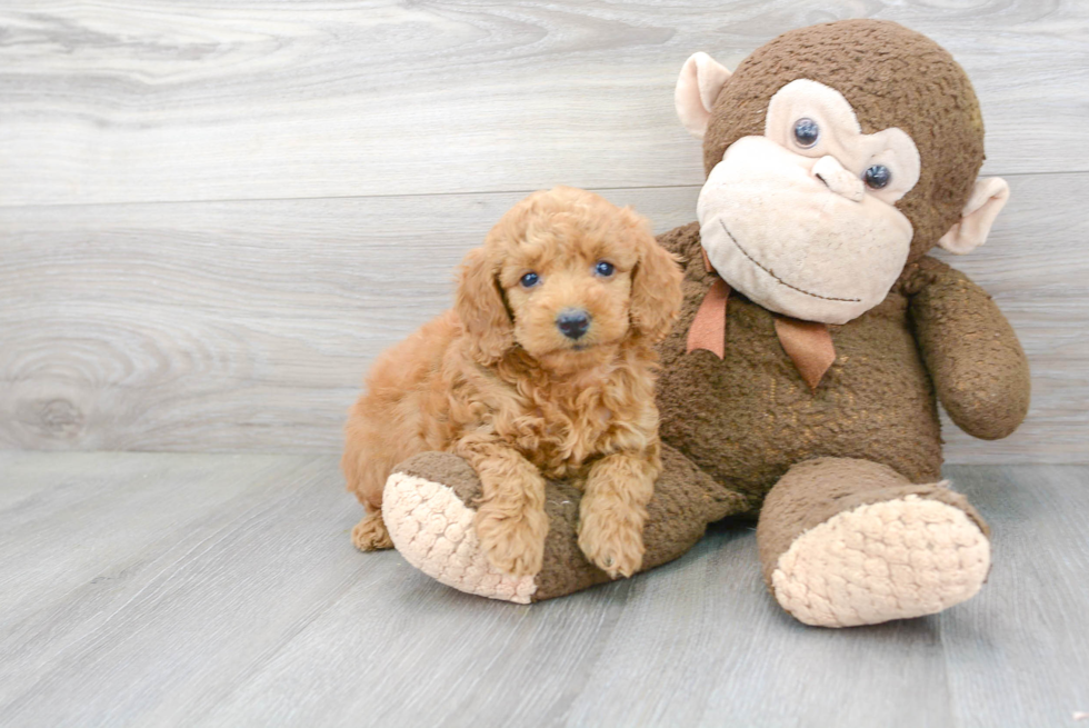 Best Mini Goldendoodle Baby