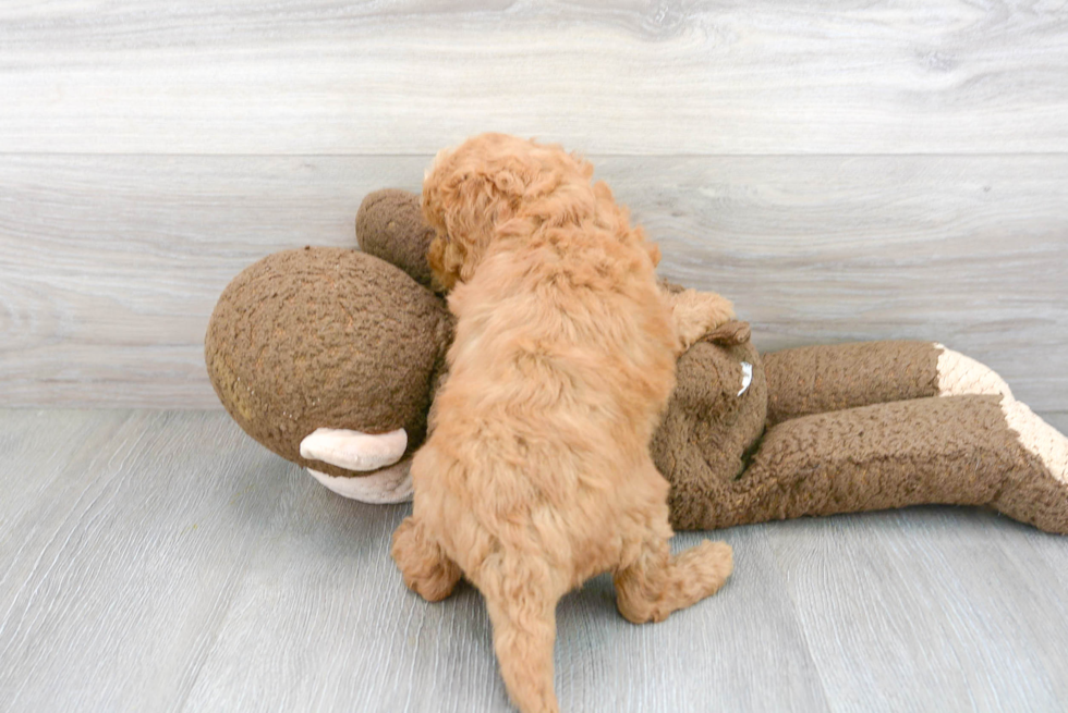 Best Mini Goldendoodle Baby