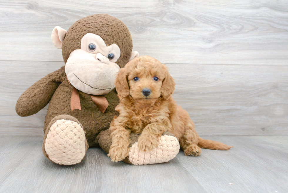 Popular Mini Goldendoodle Poodle Mix Pup