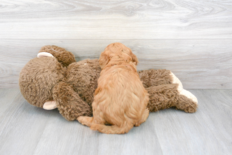 Smart Mini Goldendoodle Poodle Mix Pup