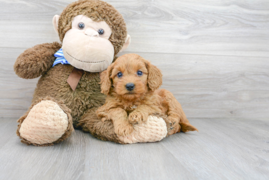 Popular Mini Goldendoodle Poodle Mix Pup