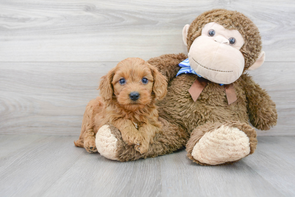 Smart Mini Goldendoodle Poodle Mix Pup