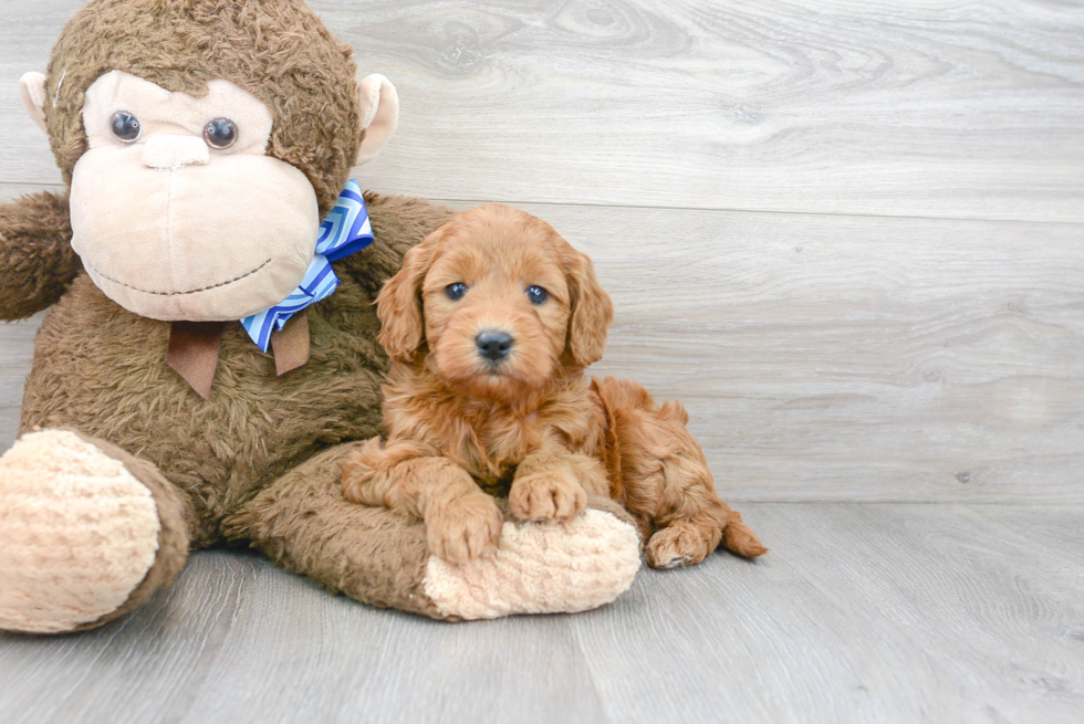 Best Mini Goldendoodle Baby