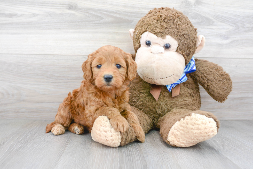 Best Mini Goldendoodle Baby