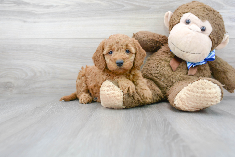 Mini Goldendoodle Pup Being Cute