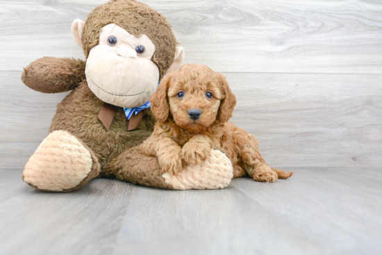 Best Mini Goldendoodle Baby