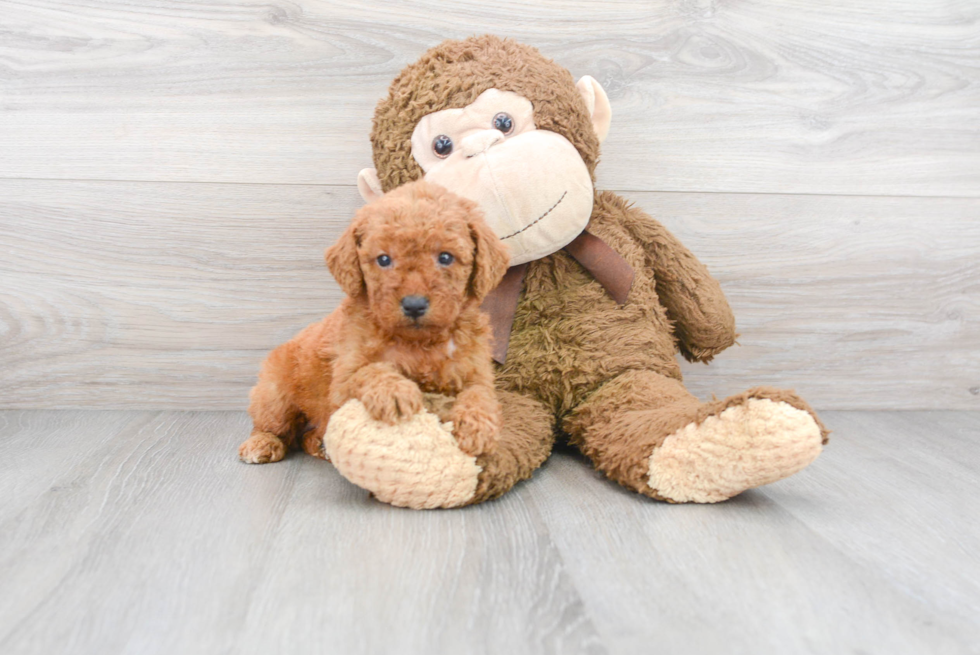 Best Mini Goldendoodle Baby