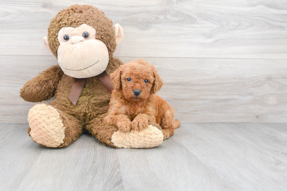 Happy Mini Goldendoodle Baby