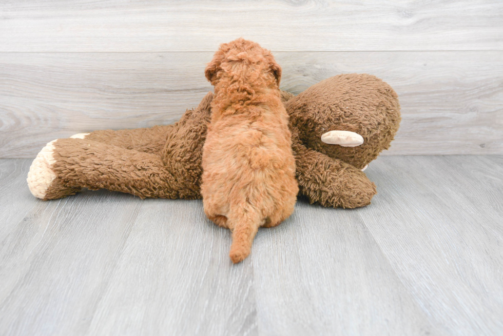 Petite Mini Goldendoodle Poodle Mix Pup