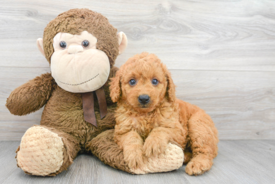 Mini Goldendoodle Pup Being Cute