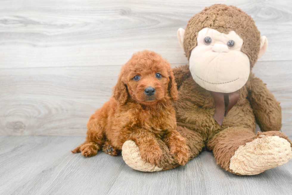 Mini Goldendoodle Puppy for Adoption