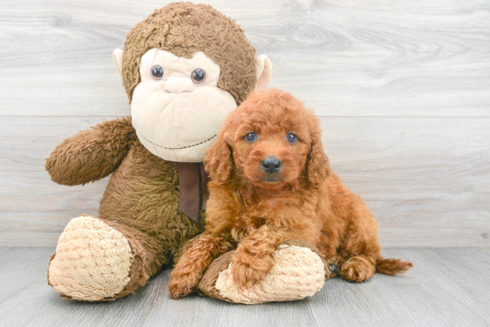 Best Mini Goldendoodle Baby