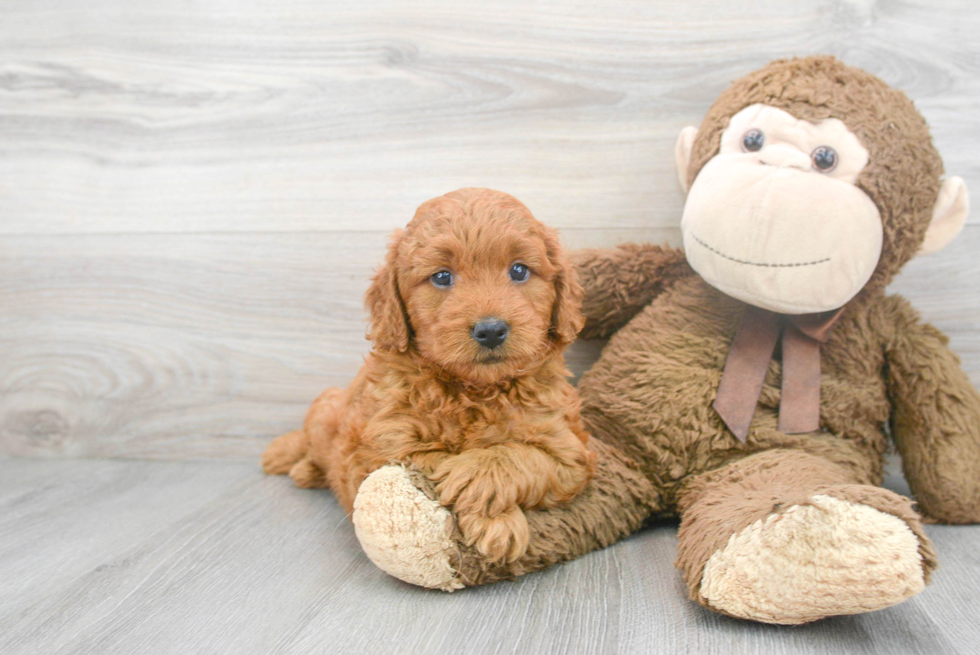 Best Mini Goldendoodle Baby