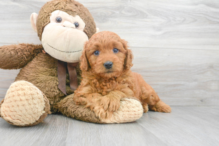 Mini Goldendoodle Pup Being Cute