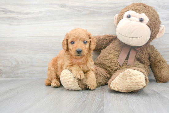 Little Golden Retriever Poodle Mix Puppy