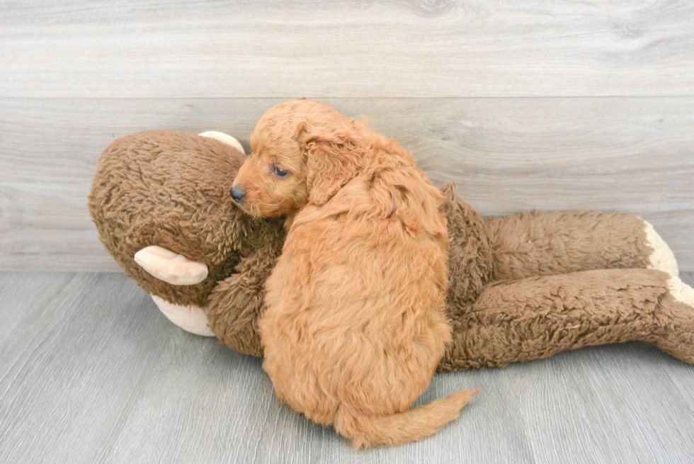 Mini Goldendoodle Pup Being Cute