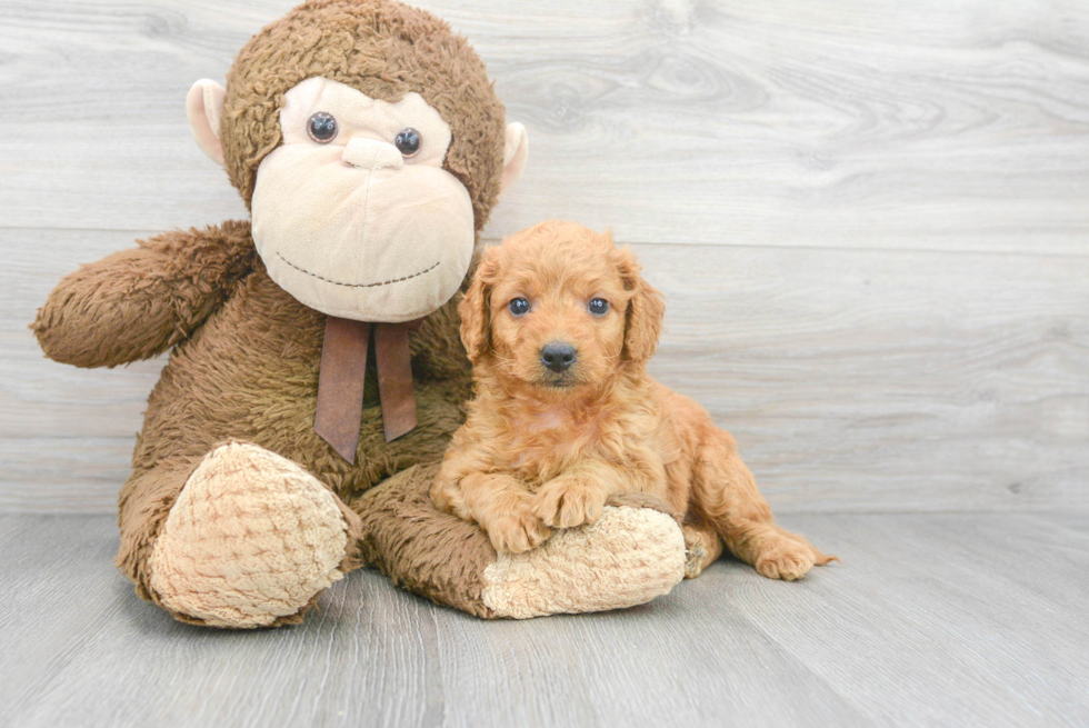 Popular Mini Goldendoodle Poodle Mix Pup