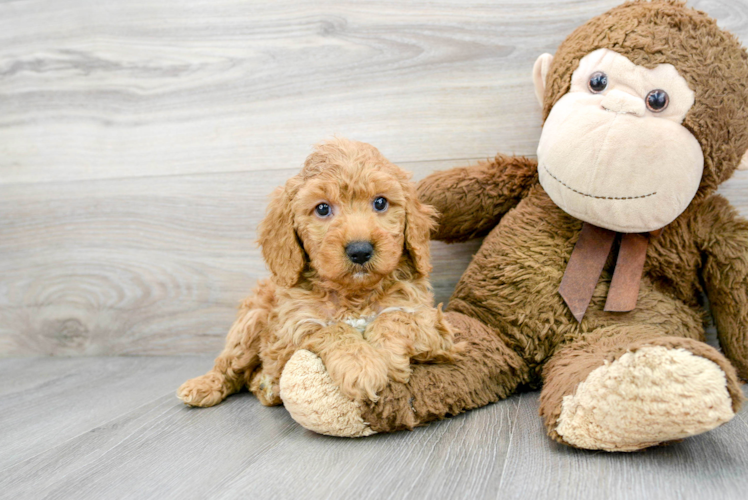 Happy Mini Goldendoodle Baby