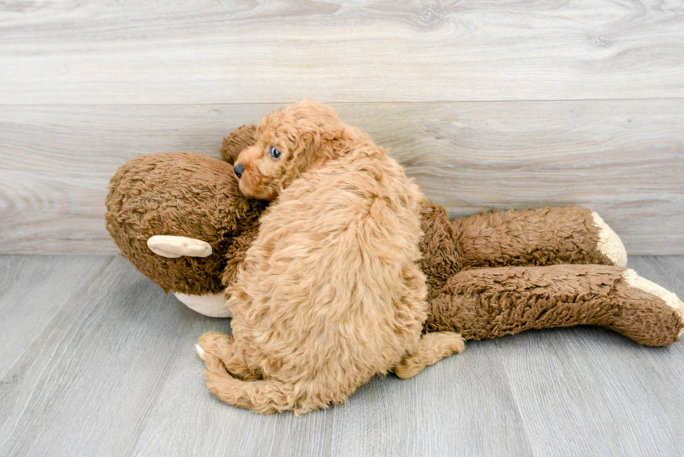 Fluffy Mini Goldendoodle Poodle Mix Pup