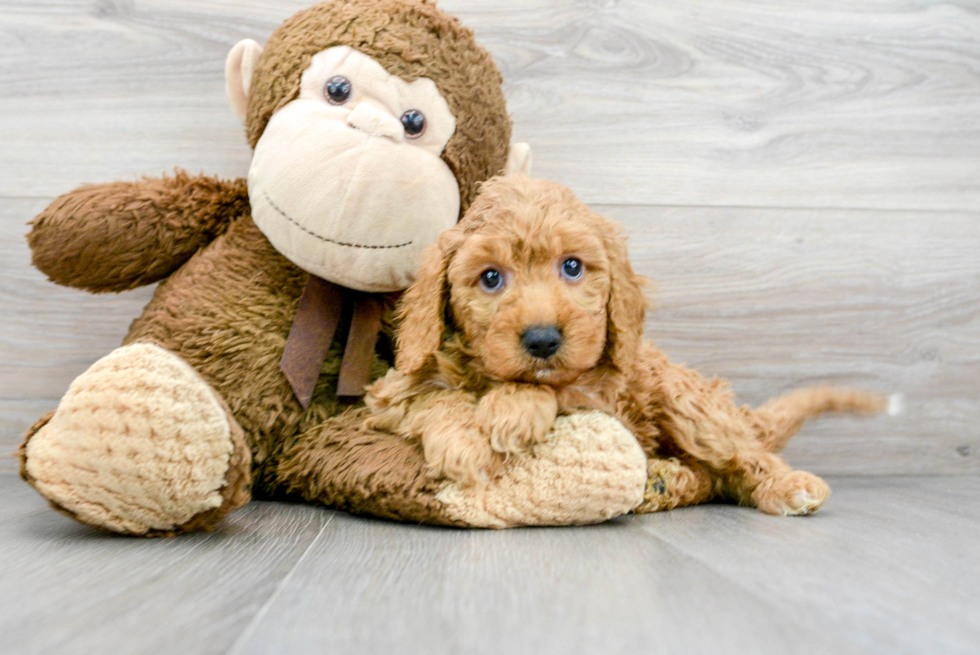 Mini Goldendoodle Puppy for Adoption