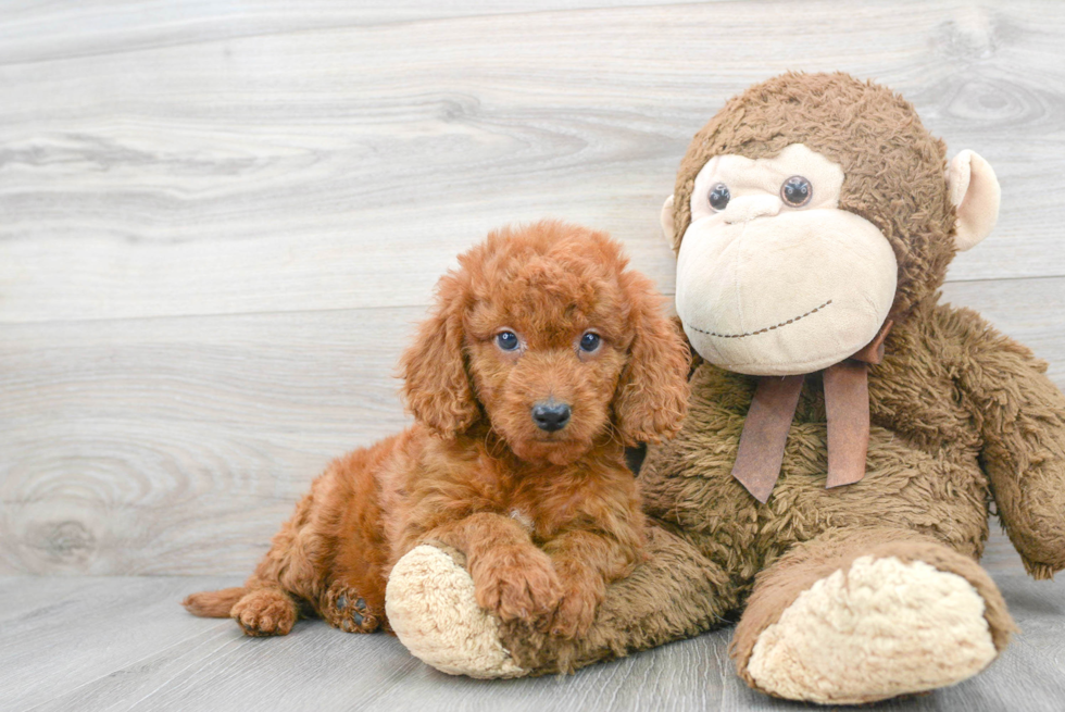 Mini Goldendoodle Puppy for Adoption