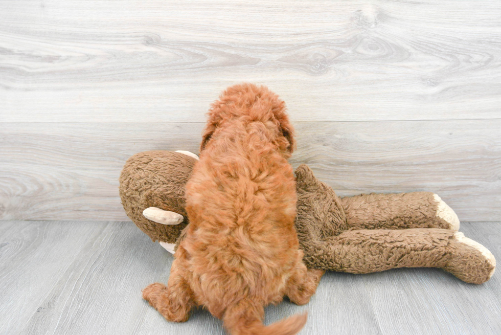 Smart Mini Goldendoodle Poodle Mix Pup