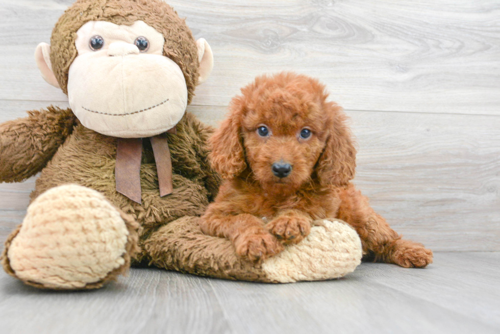 Best Mini Goldendoodle Baby