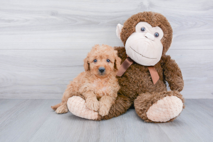 Small Mini Goldendoodle Baby