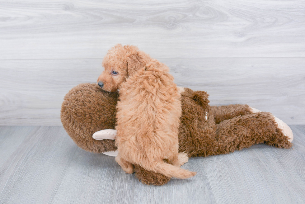 Smart Mini Goldendoodle Poodle Mix Pup