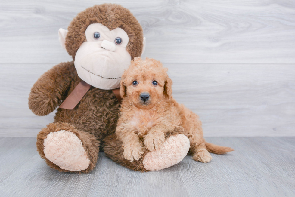 Small Mini Goldendoodle Baby