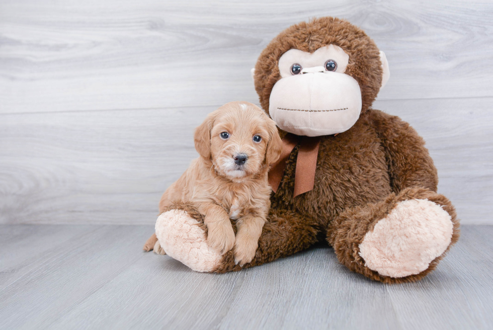 Mini Goldendoodle Pup Being Cute