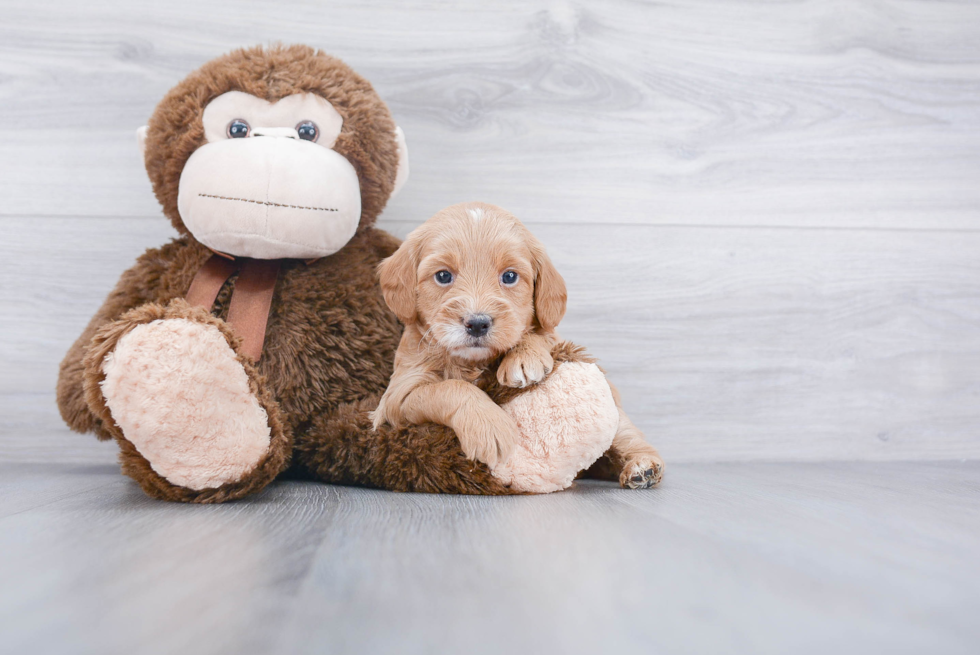 Best Mini Goldendoodle Baby